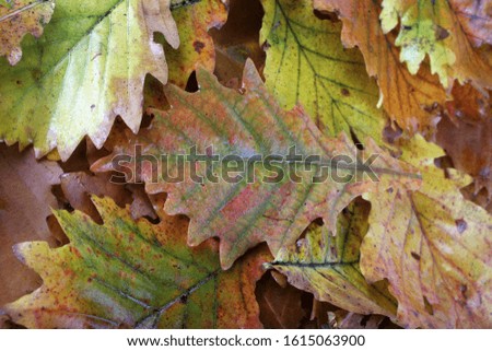 Multicolor autumn oak leaves background