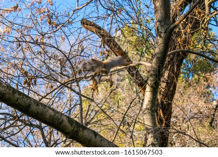 Cute squirrel jumping from branch to branch in the forest. A photo of squirrel in the wild.