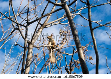 A cute squirrel sits on a branch and looks away. A photo of squirrel in the wild.