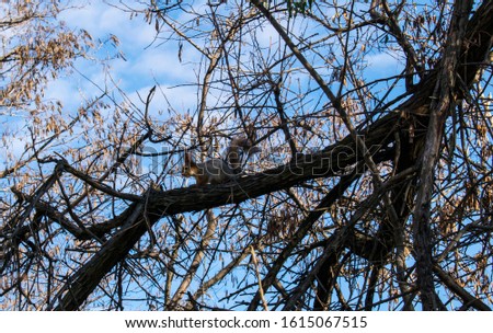 A cute squirrel sits on a branch and looks with a startled look. A photo of squirrel in the wild.