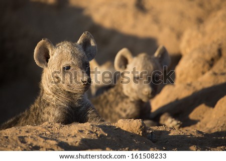 Two spotted hyena puppies lying in the sand outside their den site
