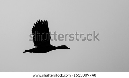 Rusy shelduck in flying silhouette