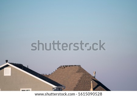 Cropped photo of birds sitting on house roof