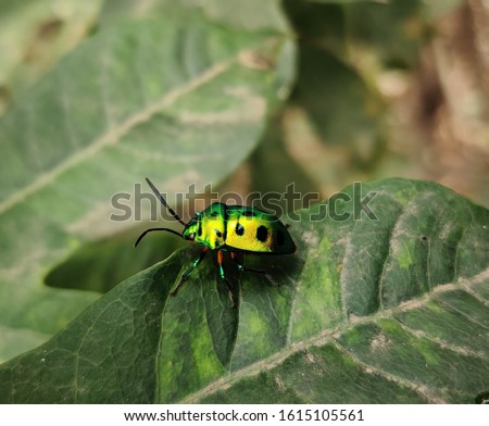 Green yellow reflector beetle with black spots on the body climbing on a green leaf