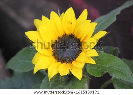 Sunflower flora plant leaf tree