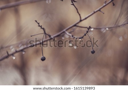beautiful raindrops on a branch of a leafless tree in close-up in January