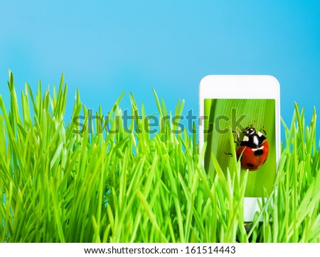3d display on cell phone with ladybug on the screen