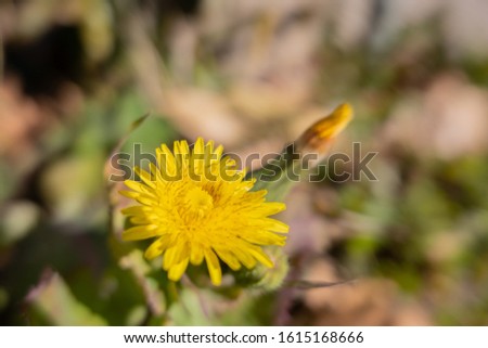 Macro picture of a Compositae Sonchus asper (L.) Hill flower - taken in a gaden of Talavera de la Reina