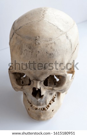 The human skull. Top view, side view. Human anatomy.