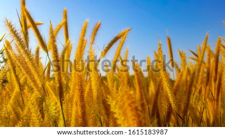 Blurry grass flowers with blue sky use for web design and wallpaper background