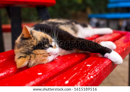 Cats of Malta - stray calico cat sleeping on the red bench in shady place at the Independence Garden park in Sliema, Malta.