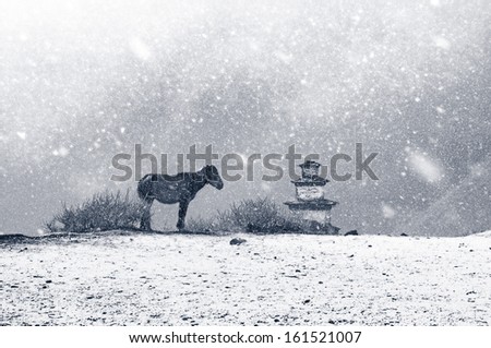 Monochrome picture of snowfall in Tibet. Lonely horse and shrine in snow flakes.