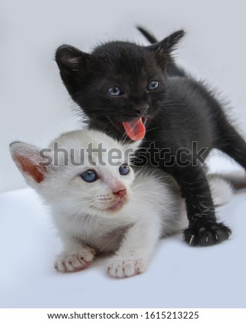 Couple kittens black and white colors. Love story kittens