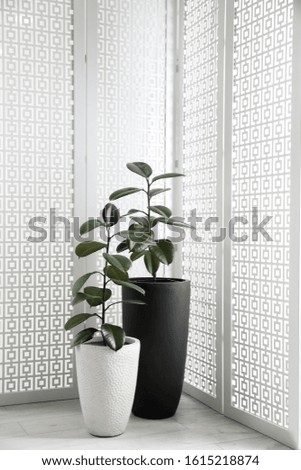 Beautiful potted ficus plants near folding screen indoors