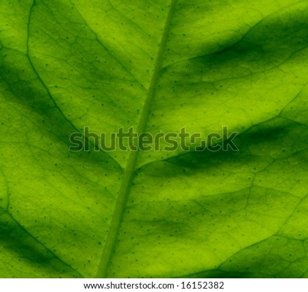 Structure leaf