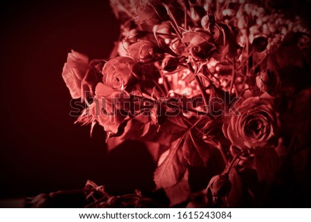 Wonderful bouquet of bush roses and gypsophila on a dark background. Selective focus. Shallow depth of field. Toned.