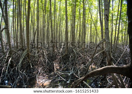 beautiful mangrove air root in the forest 