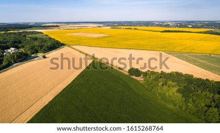 AERIAL VIEW OF UKRAINIAN FIELD AGRICULTURAL AREA SUNFLOWER FIELD SUNNY SUMMER