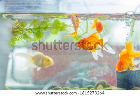 Gold fish or goldfish floating swimming underwater in turbid water with green plant. Soft focus. Copy Space.