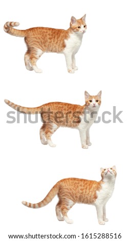 red cat lies on a white background
