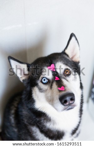 
portrait of a husky dog with different eye color with a heart-shaped picture on its face