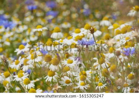 Meadow with flowers colourful spring and summer theme