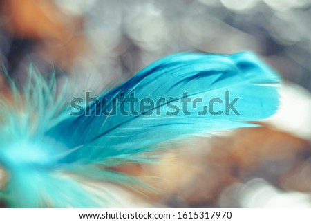 Close up Beautiful blue Bird feather pattern on a bokeh background for design texture. 