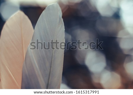 Close up Beautiful two Bird feather on a bokeh background.  Pattern background for design texture.  Macro view photography