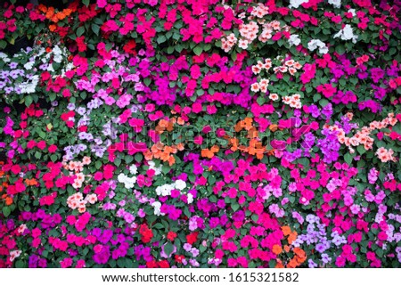 Petunia Wave Flower for background