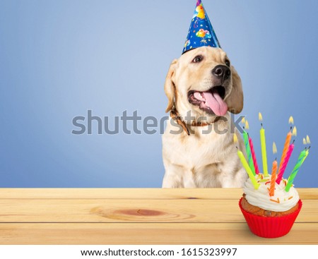 Fanny dog with party hat and birthday cake