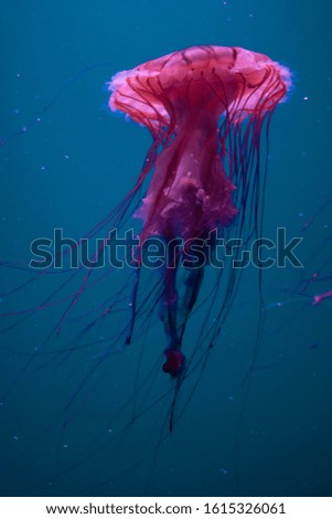 Close up colorful jellyfish in blue water