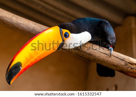 Ramphastos toco, Popularly known as tucanuçu, tucanaçu, tucano-grande e tucano-boi is a species of toucan and the largest representative of the family Ramphastidae.
