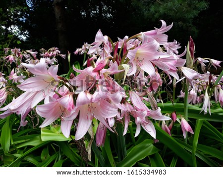 Pink flowers of Crinum lily pink, Crinum powellii or Cape lily, in the garden.
