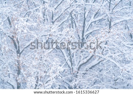 Wonderful landscape of trees covered by snow