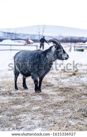 A vertical shot of a goat standing on a snowy field in the north of Sweden