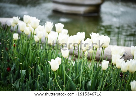 natural white tulips close up view