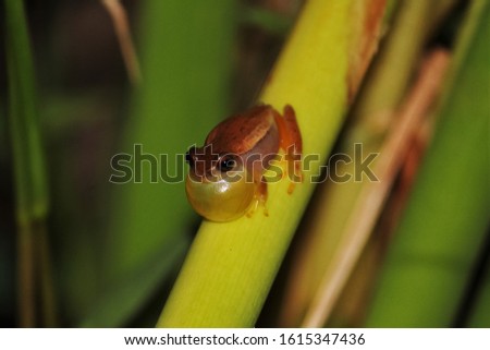 Dwarf treefrog croaking in the leaf
