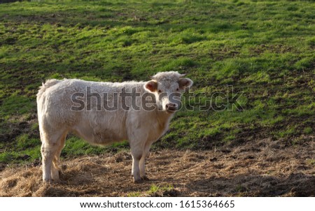 White calf to the left of the picture stood on straw with grass in the background. Side shot with full head view, look forward