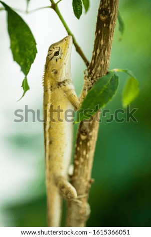 Little brown Chameleon in nature