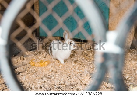 rabbit in a cage the front background is blurred