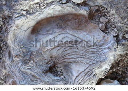 Sea shells spread on the sand, texture, background
