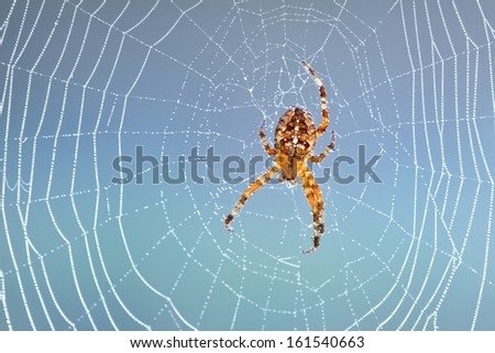 Spider sitting in his web in the morning
