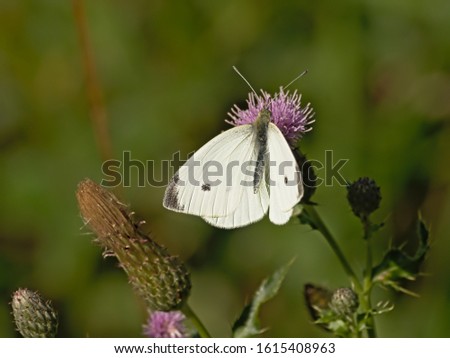 Garden white butterfly sitting with open wings on a bright pink thistle flower, selective focus with green bokeh background 