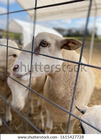 Picture of goats behind a fence.