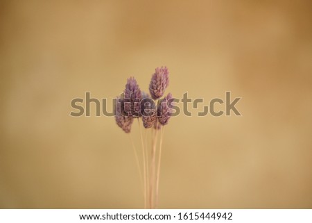The purple reds is downy with a yellowish brown stalk extending upwards
