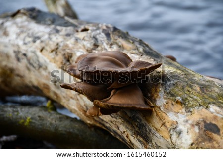 A mushroom grows on a log at Laacher See