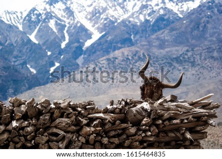 Picture of the head of a dead yak on firewood with mountain range on background. Trekking in Himalaya mountains, Annapurna conservation area, Nepal