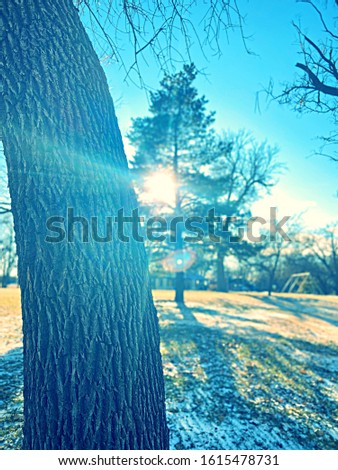 Sun Peaking through Tree in Park