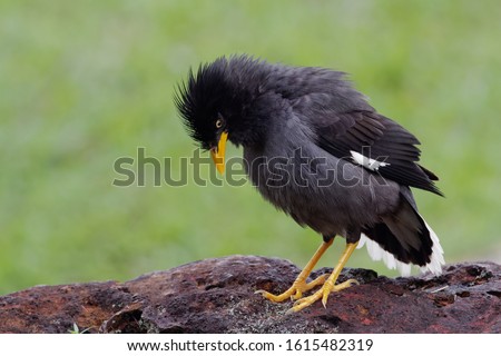 The Javan myna (Acridotheres javanicus), also known as the white-vented myna, is a species of myna. It is a member of the starling family. Singapore