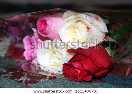 a bouquet of roses wrapped in plastic close up